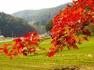 紅葉の写真（撮影は２０１３年１１月）