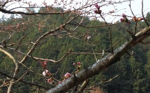 桜の写真02